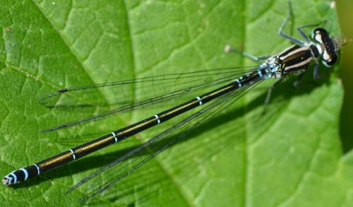 Réf. 257 617 : Coenagrion mercuriale